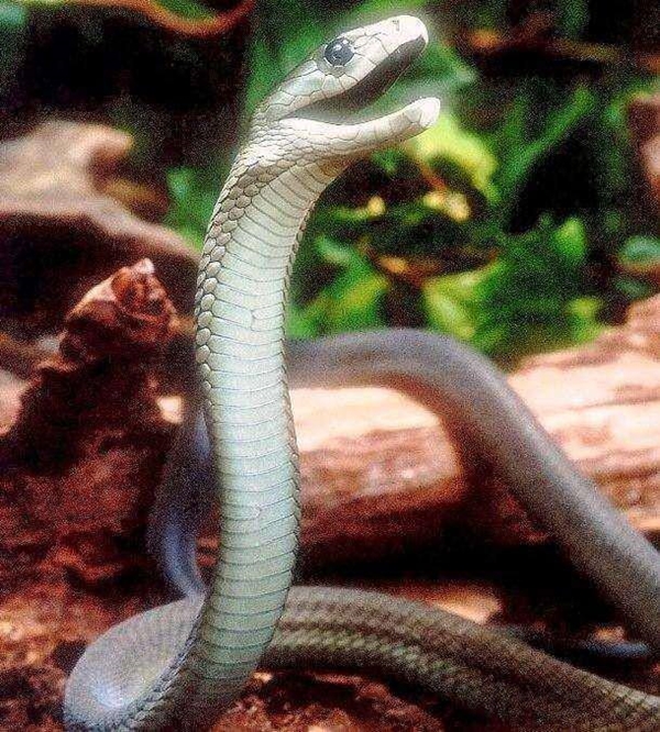 Foto - Yılanlar hakkında şok eden gerçekler!