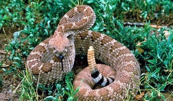 Foto - Yılanlar hakkında şok eden gerçekler!