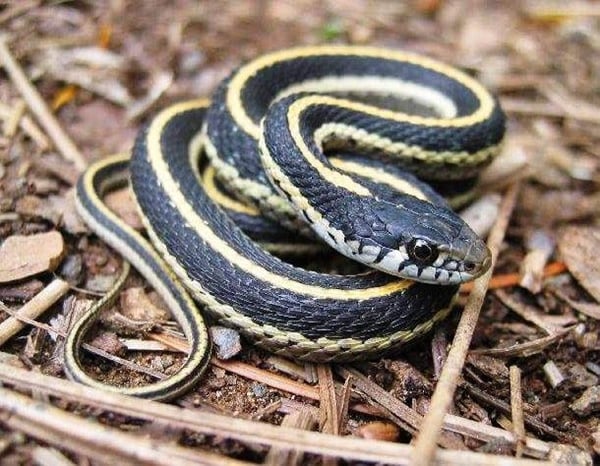 Foto - Yılanlar hakkında şok eden gerçekler!