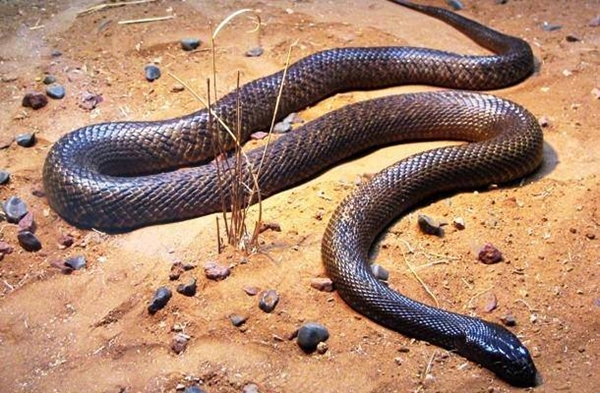 Foto - Yılanlar hakkında şok eden gerçekler!