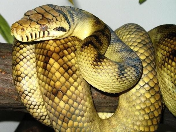 Foto - Yılanlar hakkında şok eden gerçekler!