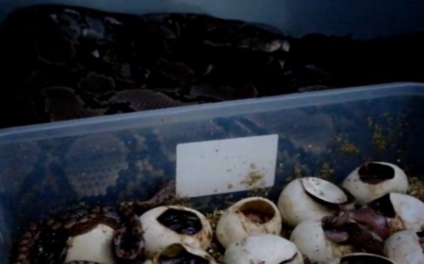 Foto - Yılanlar nasıl doğurur?