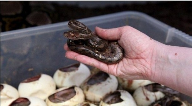 Foto - Yılanlar nasıl doğurur?