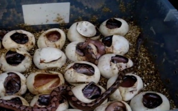 Foto - Yılanlar nasıl doğurur?