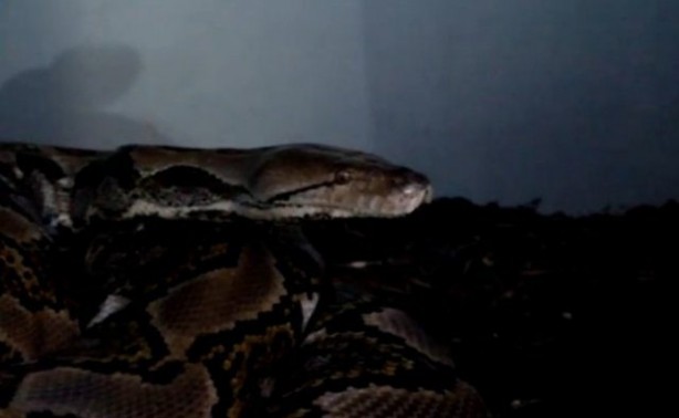 Foto - Yılanlar nasıl doğurur?