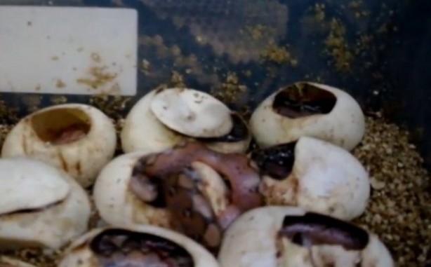 Foto - Yılanlar nasıl doğurur?