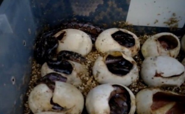 Foto - Yılanlar nasıl doğurur?