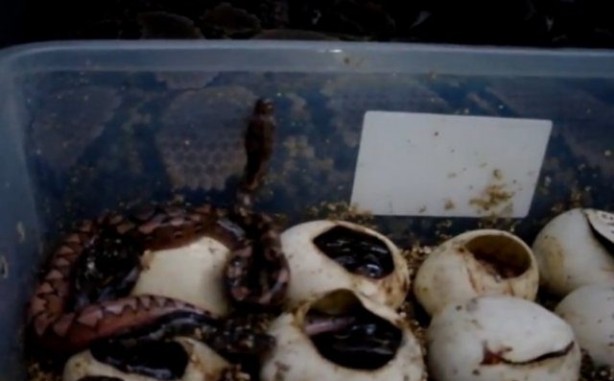 Foto - Yılanlar nasıl doğurur?