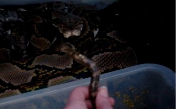 Foto - Yılanlar nasıl doğurur?