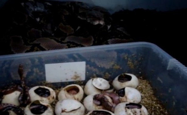 Foto - Yılanlar nasıl doğurur?