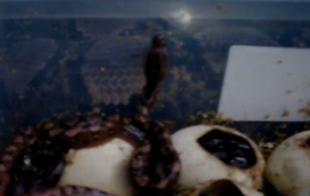 Foto - Yılanlar nasıl doğurur?