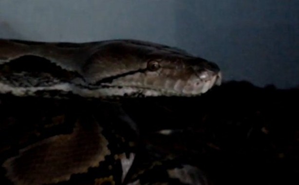 Foto - Yılanlar nasıl doğurur?