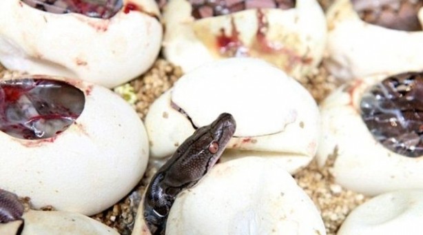 Foto - Yılanlar nasıl doğurur?