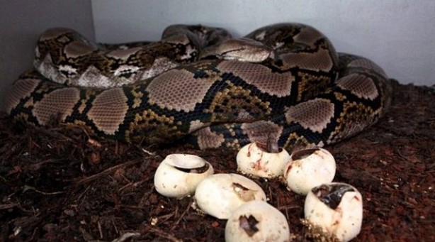 Foto - Yılanlar nasıl doğurur?