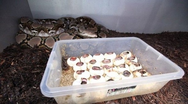 Foto - Yılanlar nasıl doğurur?