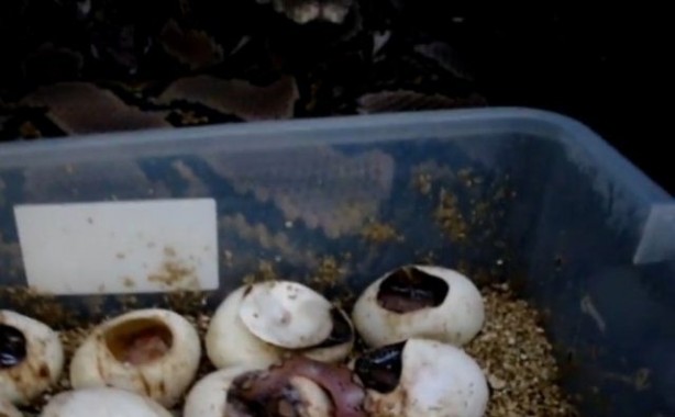 Foto - Yılanlar nasıl doğurur?