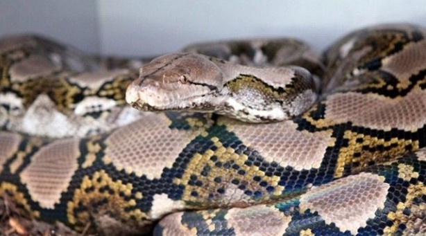 Foto - Yılanlar nasıl doğurur?