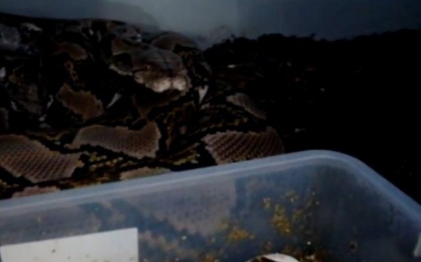 Foto - Yılanlar nasıl doğurur?