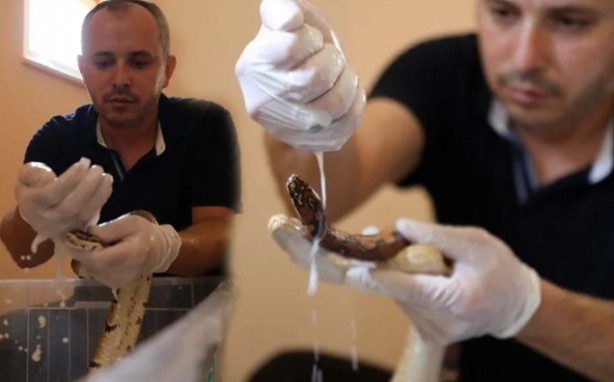 Foto - Yılanlara yapılan süt banyosu olay oldu