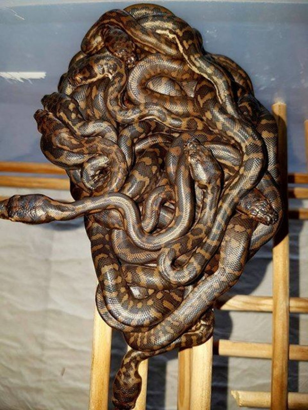 Foto - Yılanları elleriyle avlıyor 