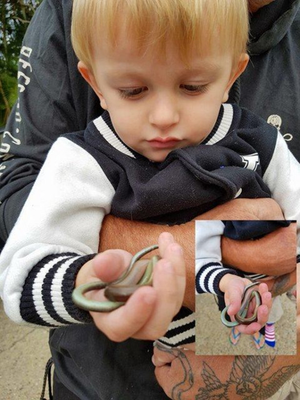 Foto - Yılanları elleriyle avlıyor 