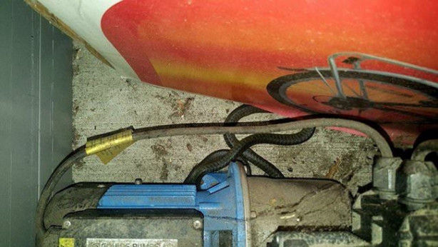 Foto - Yılanları elleriyle avlıyor 