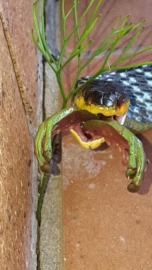 Foto - Yılanları elleriyle avlıyor 