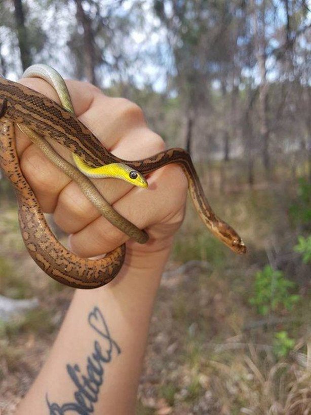 Foto - Yılanları elleriyle avlıyor 