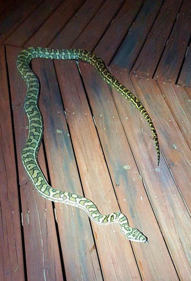 Foto - Yılanları elleriyle avlıyor 