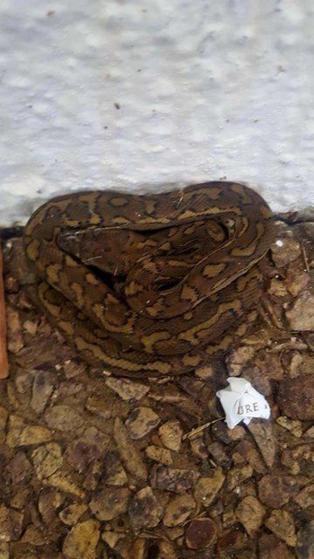 Foto - Yılanları elleriyle avlıyor 