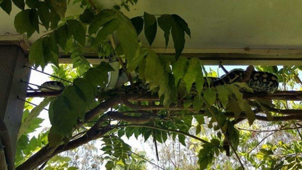 Foto - Yılanları elleriyle avlıyor 