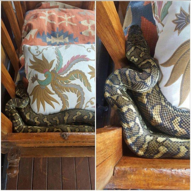 Foto - Yılanları elleriyle avlıyor 