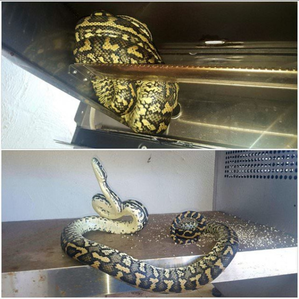 Foto - Yılanları elleriyle avlıyor 