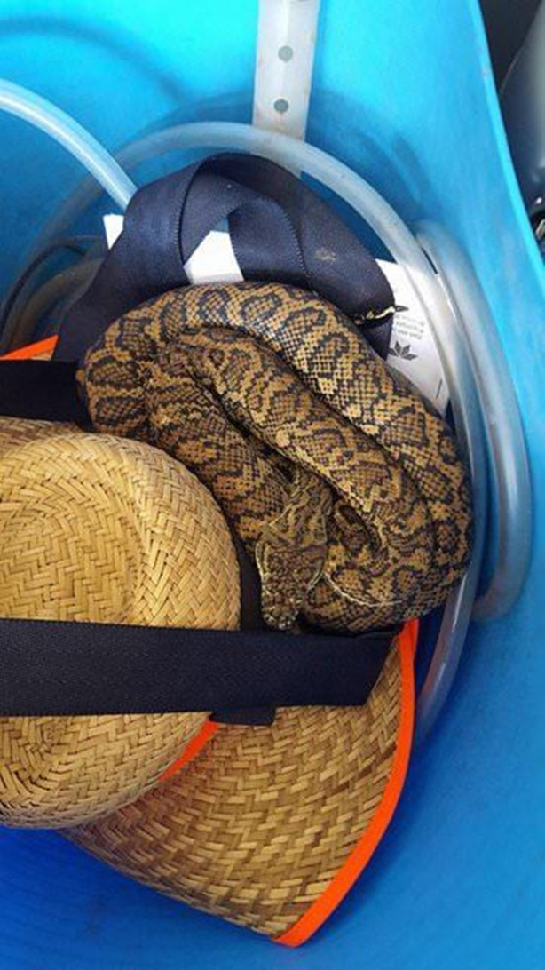 Foto - Yılanları elleriyle avlıyor 