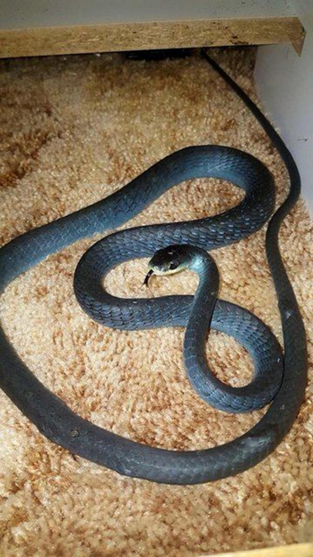 Foto - Yılanları elleriyle avlıyor 