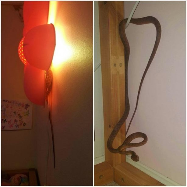 Yılanları elleriyle avlıyor 