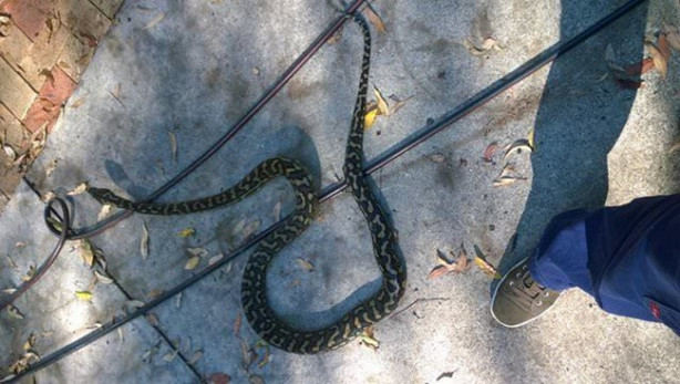 Foto - Yılanları elleriyle avlıyor 