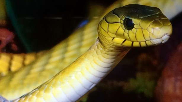 Foto - Yılanların bu özelliğini ilk kez duyacaksınız! Herkesi şaşırtan gerçek