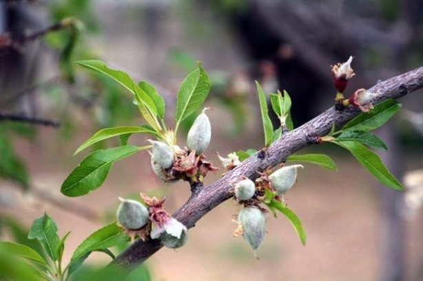 Foto - Yılda 20 gün oluyor ama yararı ömür boyu sürüyor!
