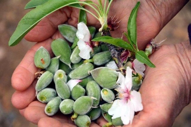 Foto - Yılda 20 gün oluyor ama yararı ömür boyu sürüyor!