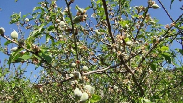 Foto - Yılda 20 gün oluyor ama yararı ömür boyu sürüyor!