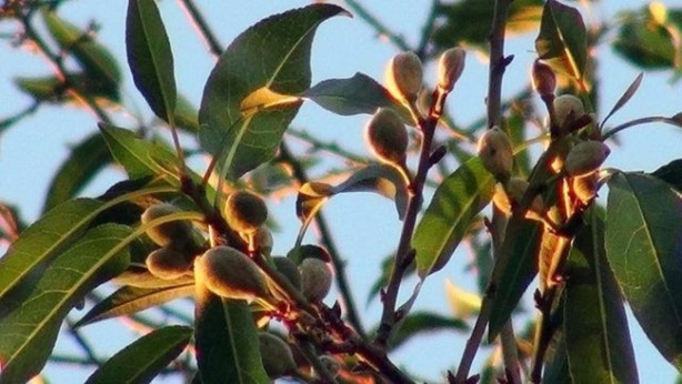Foto - Yılda 20 gün oluyor ama yararı ömür boyu sürüyor!