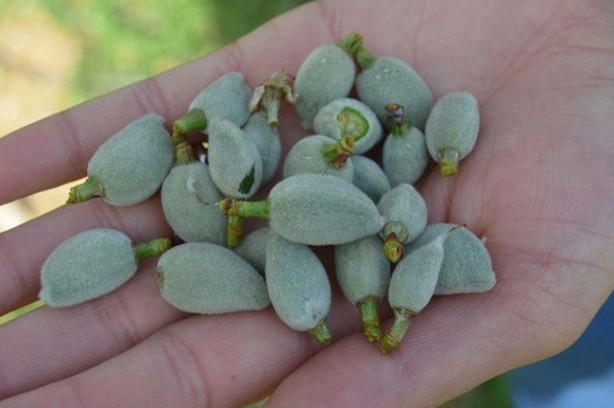 Foto - Yılda 20 gün oluyor ama yararı ömür boyu sürüyor!