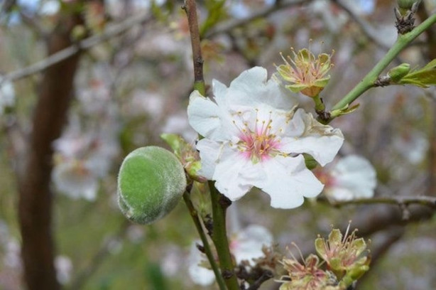 Foto - Yılda 20 gün oluyor ama yararı ömür boyu sürüyor!