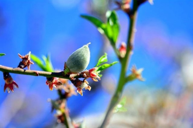 Foto - Yılda 20 gün oluyor ama yararı ömür boyu sürüyor!