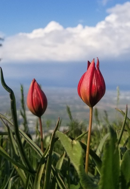 Foto - Yılda bir kez 10 gün boyunca açıyor! Koparmanın cezası 244 bin 315 lira