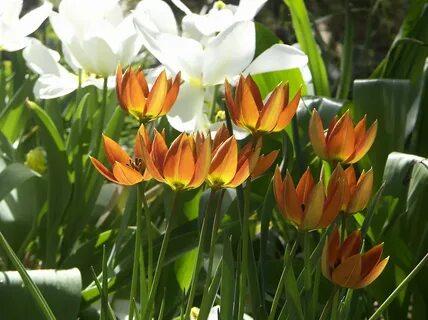 Foto - Yılda bir kez 10 gün boyunca açıyor! Koparmanın cezası 244 bin 315 lira