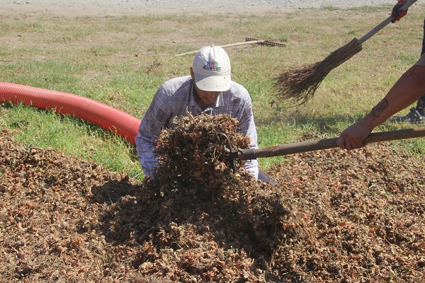 Foto - Yılda sadece 1,5 ay çalışıyorlar! Bu işi yapan saatte 3 bin 500 TL kazanıyor