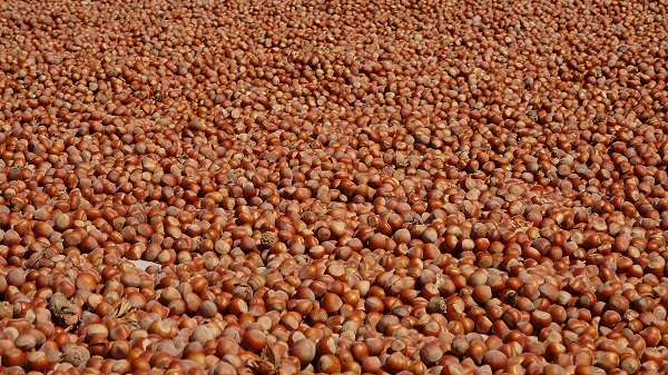 Foto - Yılda sadece 1,5 ay çalışıyorlar! Bu işi yapan saatte 3 bin 500 TL kazanıyor