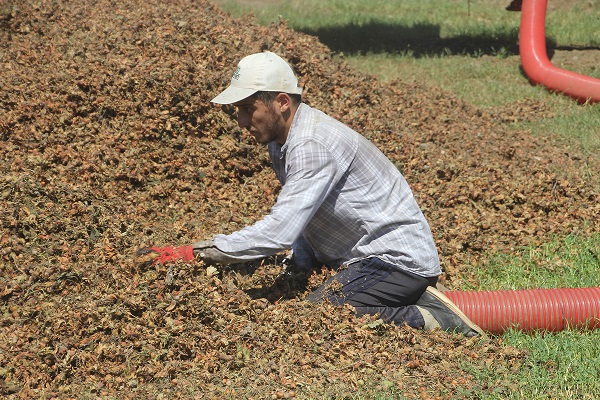 Yılda sadece 1,5 ay çalışıyorlar! Bu işi yapan saatte 3 bin 500 TL kazanıyor